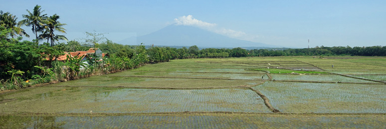 Rice fields and Mt Cereme seen from the train